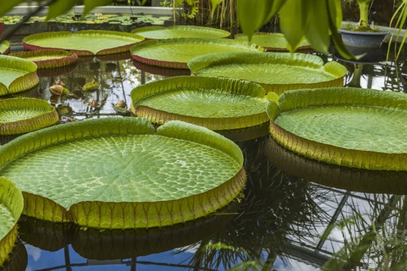 Kanapaha Botanical Gardens, United States